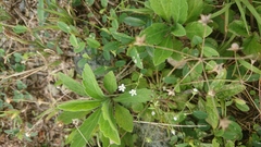 Androsace umbellata
