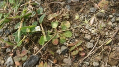 Androsace umbellata