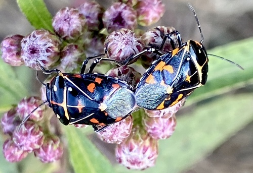 iNaturalist observation photo of Harlequin Bug