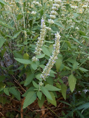 Sonoran giant hyssop (Agastache wrightii)