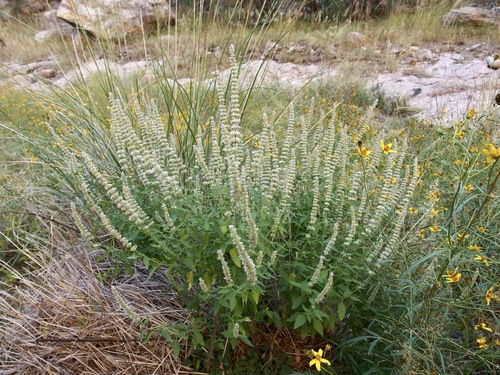 Image of Agastache wrightii by (c) Sue Carnahan, some rights reserved (CC BY)
