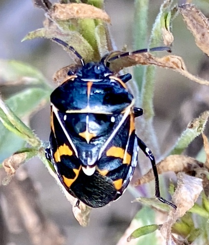 iNaturalist observation photo of Harlequin Bug