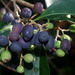 Native Olive - Photo (c) Russell Cumming, some rights reserved (CC BY-NC), uploaded by Russell Cumming