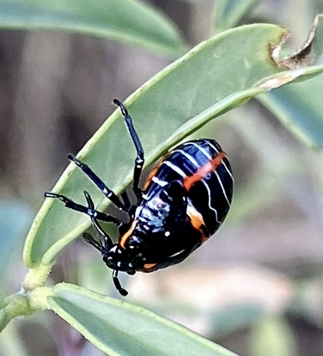 iNaturalist observation photo of Harlequin Bug
