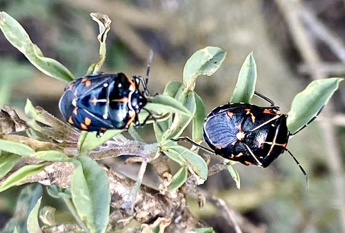 iNaturalist observation photo of Harlequin Bug