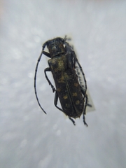 Saperda scalaris