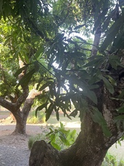 Mangifera indica image