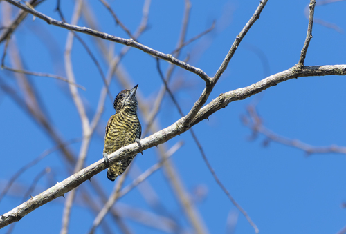 Lafresnaye's Piculet (Picumnus lafresnayi), photo 6