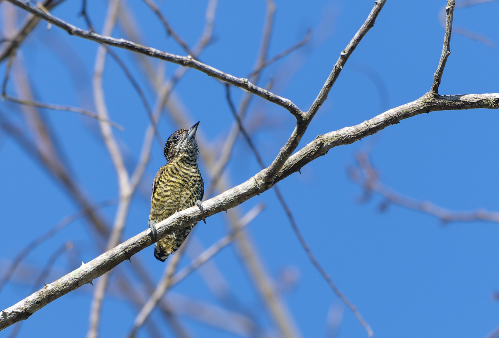 Lafresnaye's Piculet (Picumnus lafresnayi), photo 4