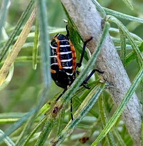 iNaturalist observation photo of Harlequin Bug