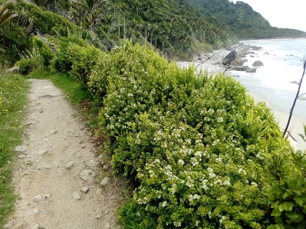 climbing rātā from 7073, New Zealand on February 14, 2024 at 01:02 PM ...