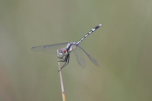 Micrathyria spuria