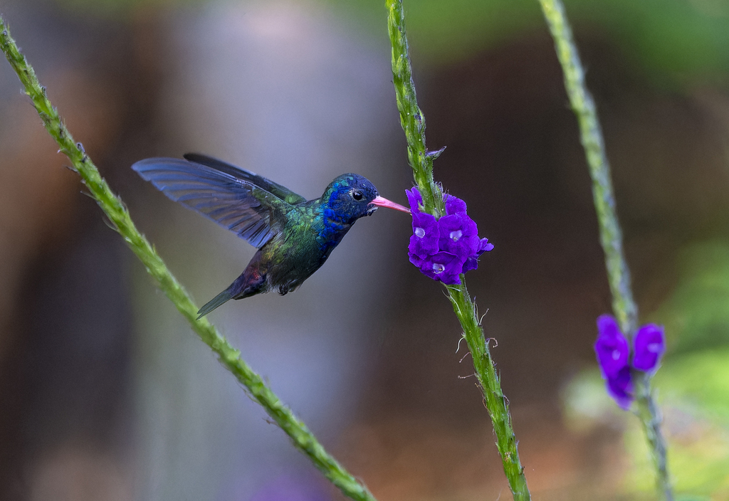 White-chinned Sapphire photo