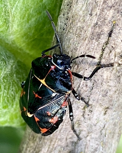 iNaturalist observation photo of Harlequin Bug
