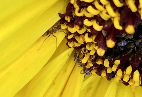 iNaturalist observation photo of Argentine Ant