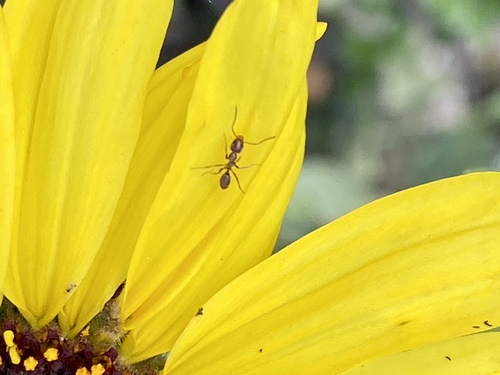 iNaturalist observation photo of Argentine Ant