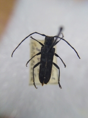 Saperda scalaris