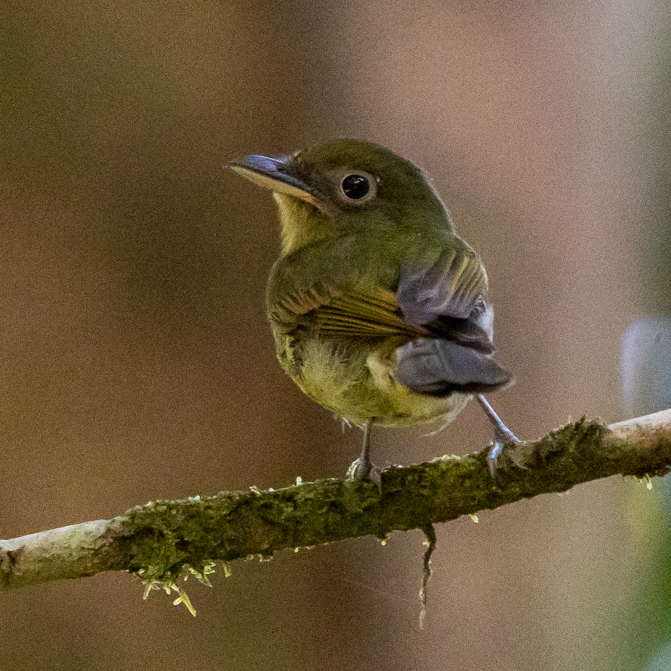 Pacific Flatbill (Rhynchocyclus pacificus), photo 5