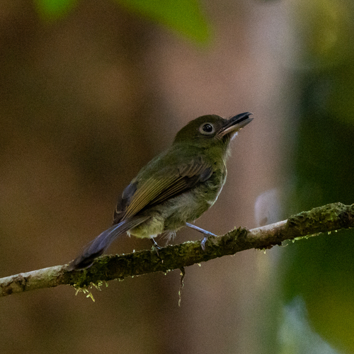 Pacific Flatbill (Rhynchocyclus pacificus), photo 8