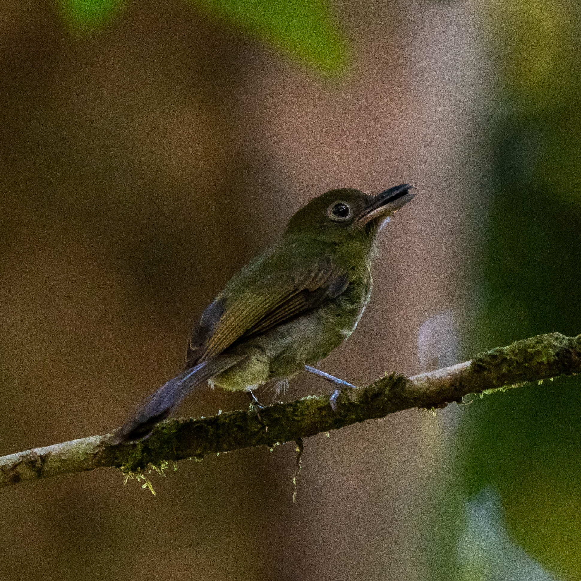 Pacific Flatbill (Rhynchocyclus pacificus), photo 6