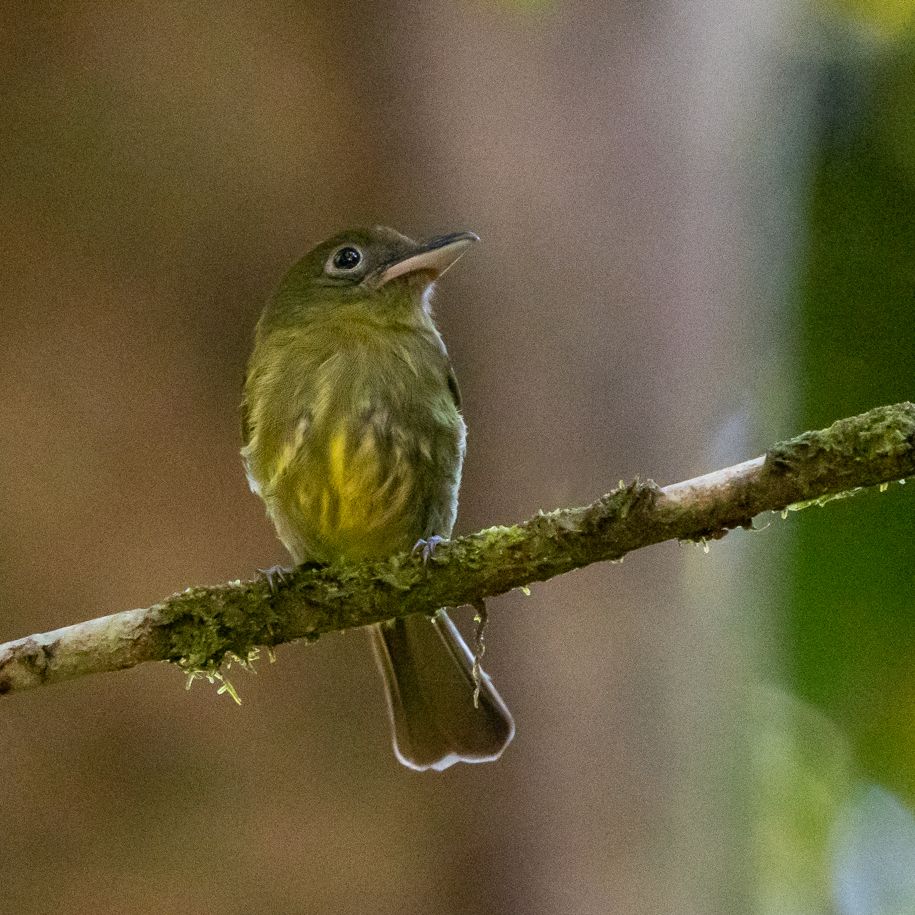 Pacific Flatbill (Rhynchocyclus pacificus), photo 4