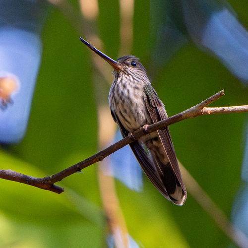 Tooth-billed Hummingbird (Androdon aequatorialis), photo 4