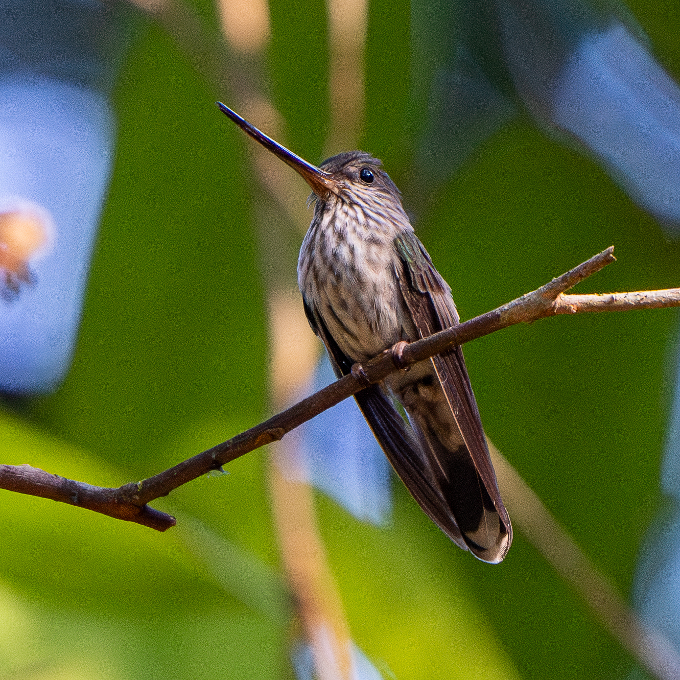 Tooth-billed Hummingbird (Androdon aequatorialis), photo 1
