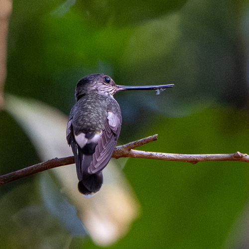 Tooth-billed Hummingbird (Androdon aequatorialis), photo 4