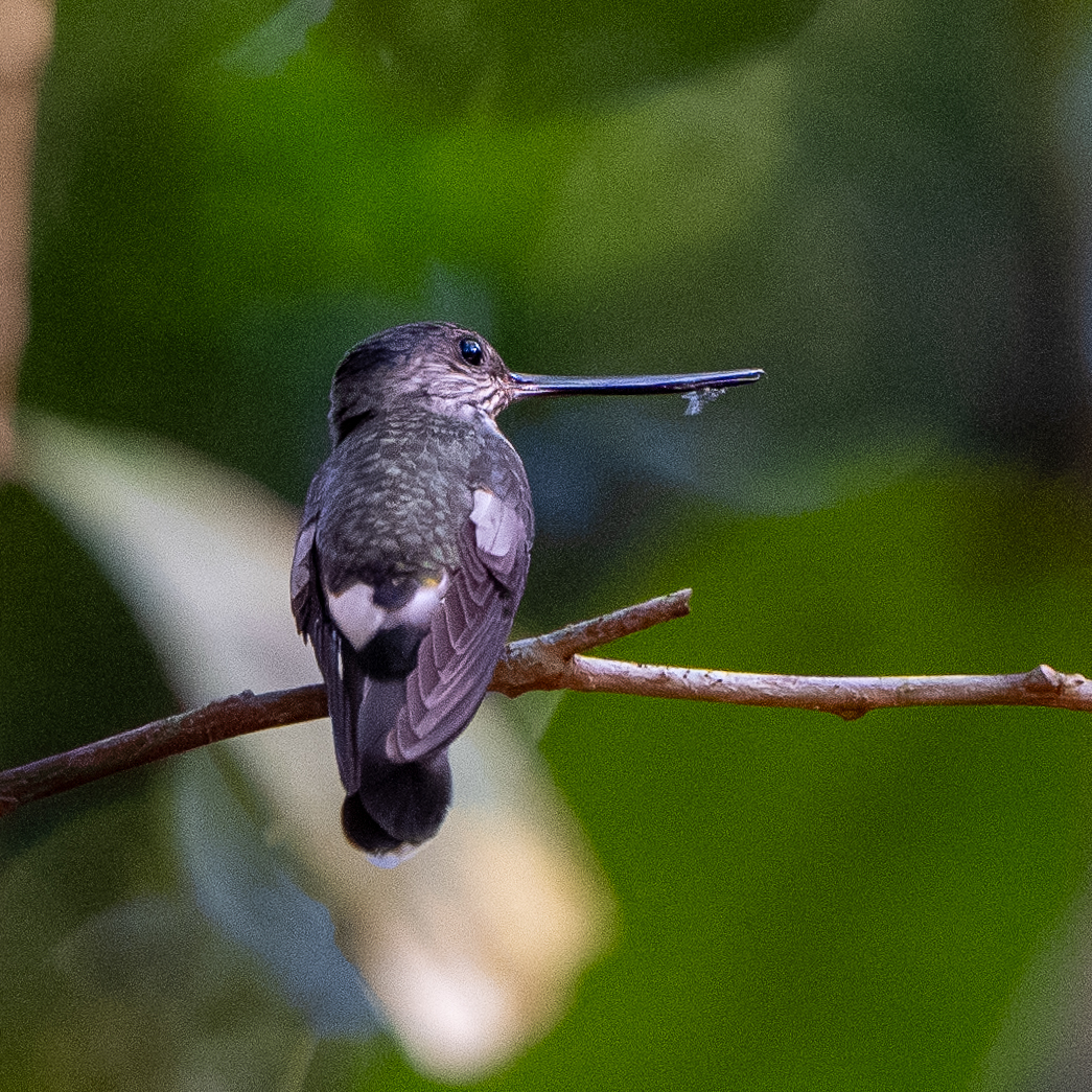 Tooth-billed Hummingbird (Androdon aequatorialis), photo 2