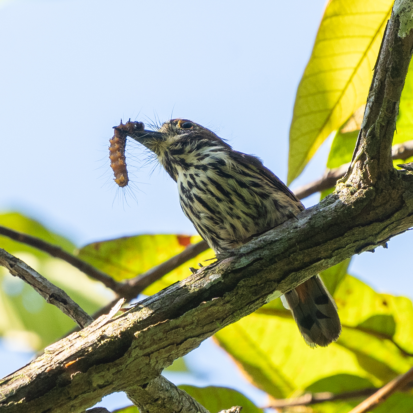 Lanceolated Monklet (Micromonacha lanceolata), photo 8