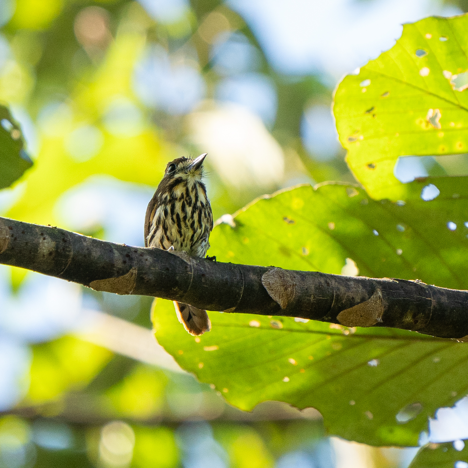 Lanceolated Monklet (Micromonacha lanceolata), photo 9