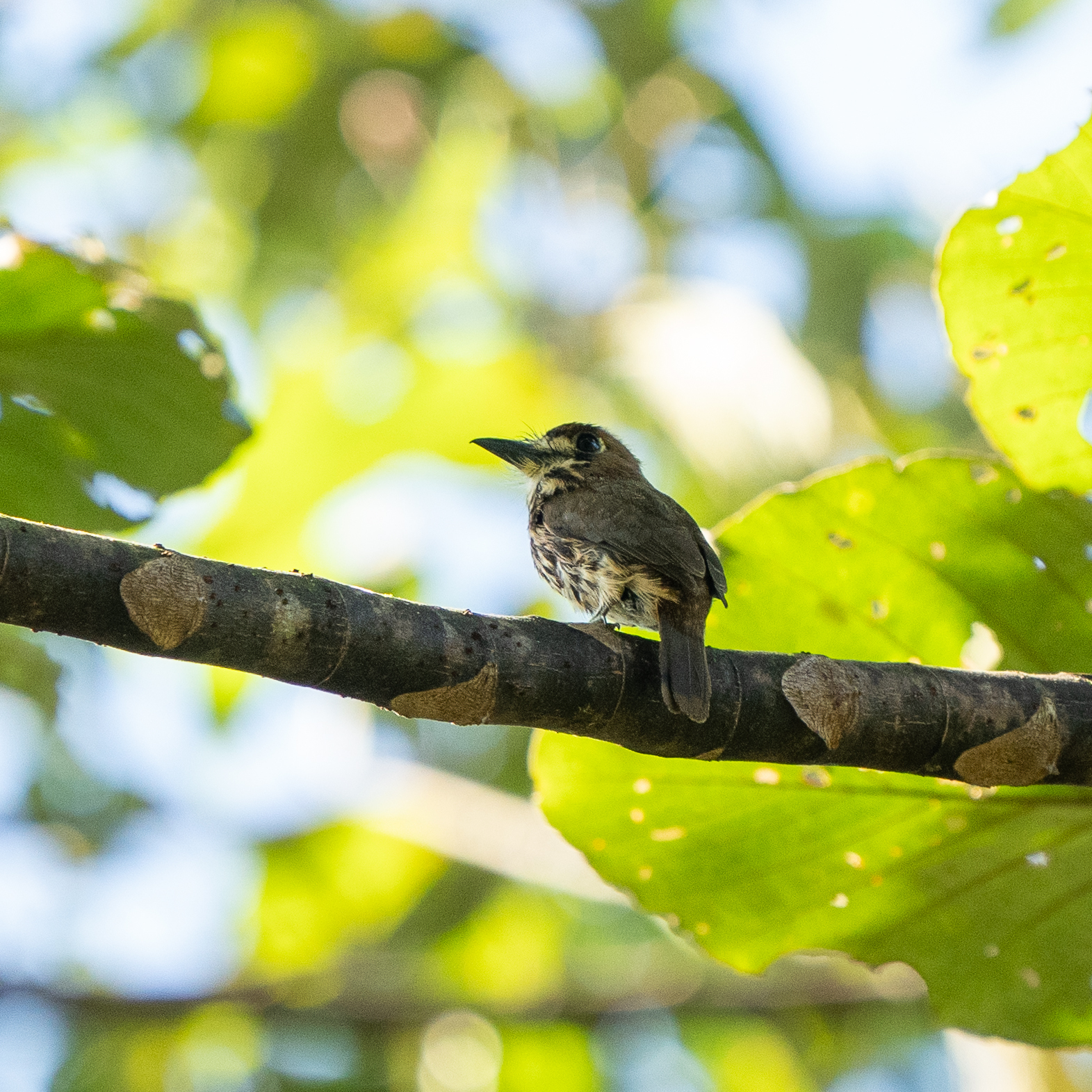 Lanceolated Monklet (Micromonacha lanceolata), photo 10