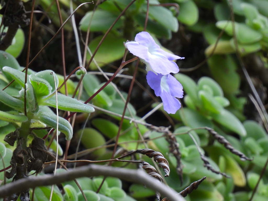 Streptocarpus saxorum, Morogoro Urban, Tanzania