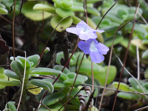 Streptocarpus saxorum
