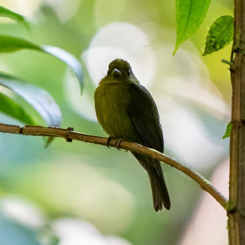 Sapayoa (Sapayoa aenigma), photo 8