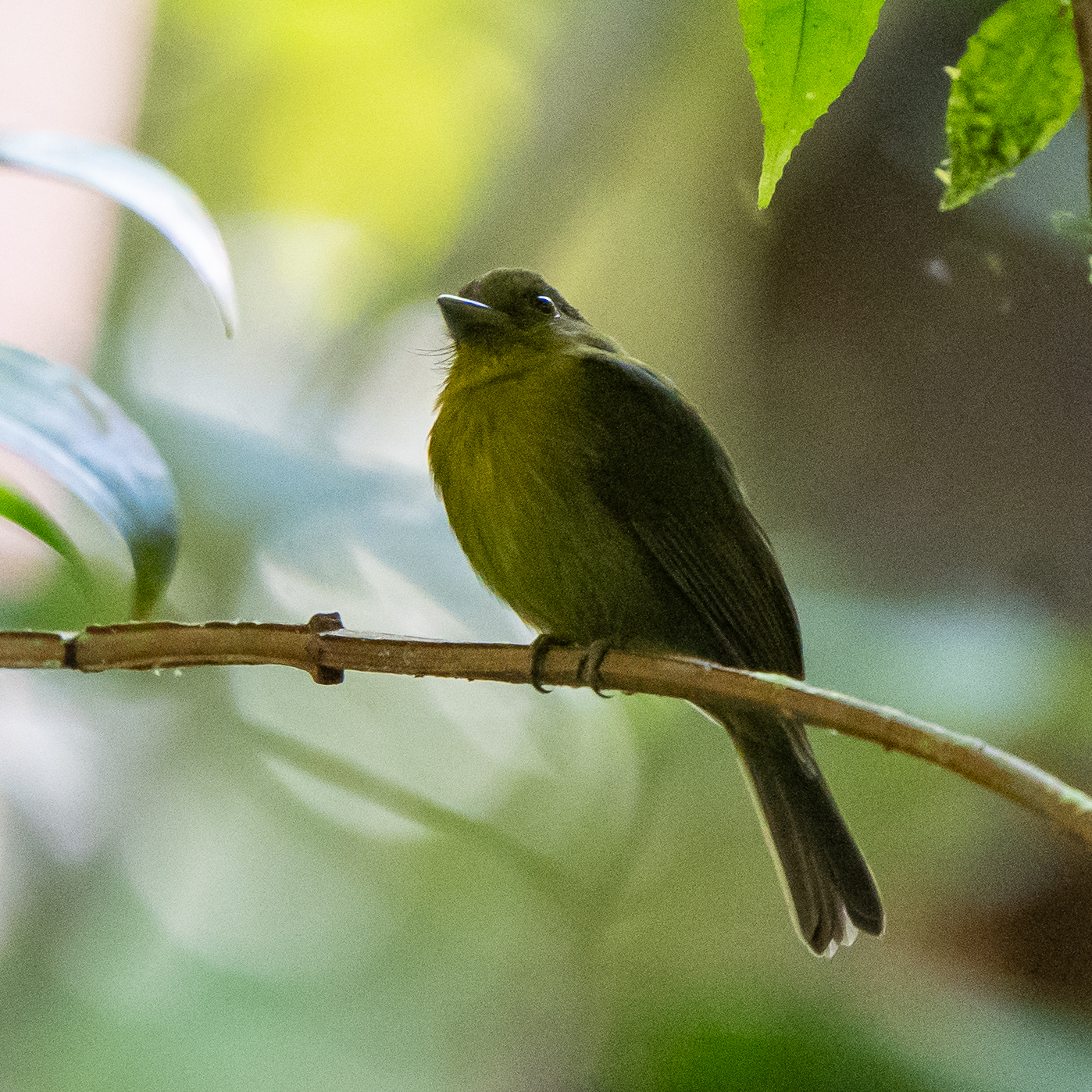 Sapayoa (Sapayoa aenigma), photo 5