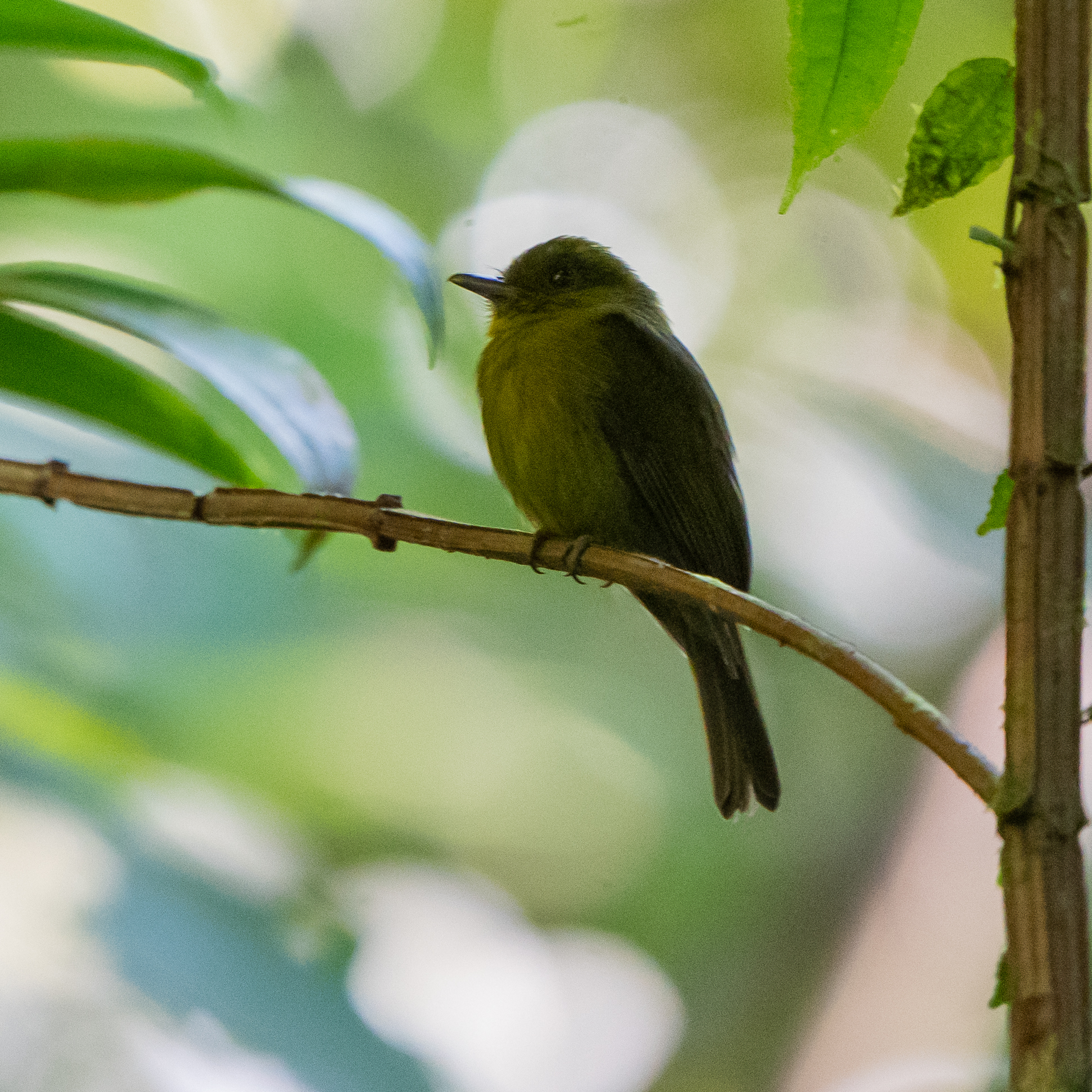 Sapayoa (Sapayoa aenigma), photo 6