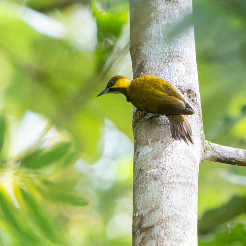 Lita Woodpecker (Piculus litae)