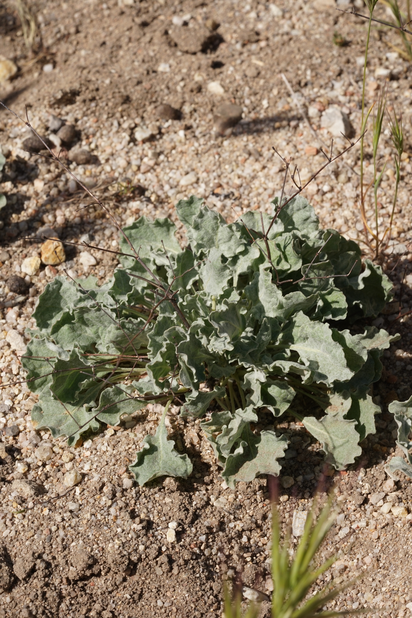 Eriogonum elegans