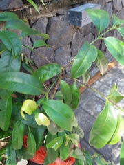 Garcinia oblongifolia