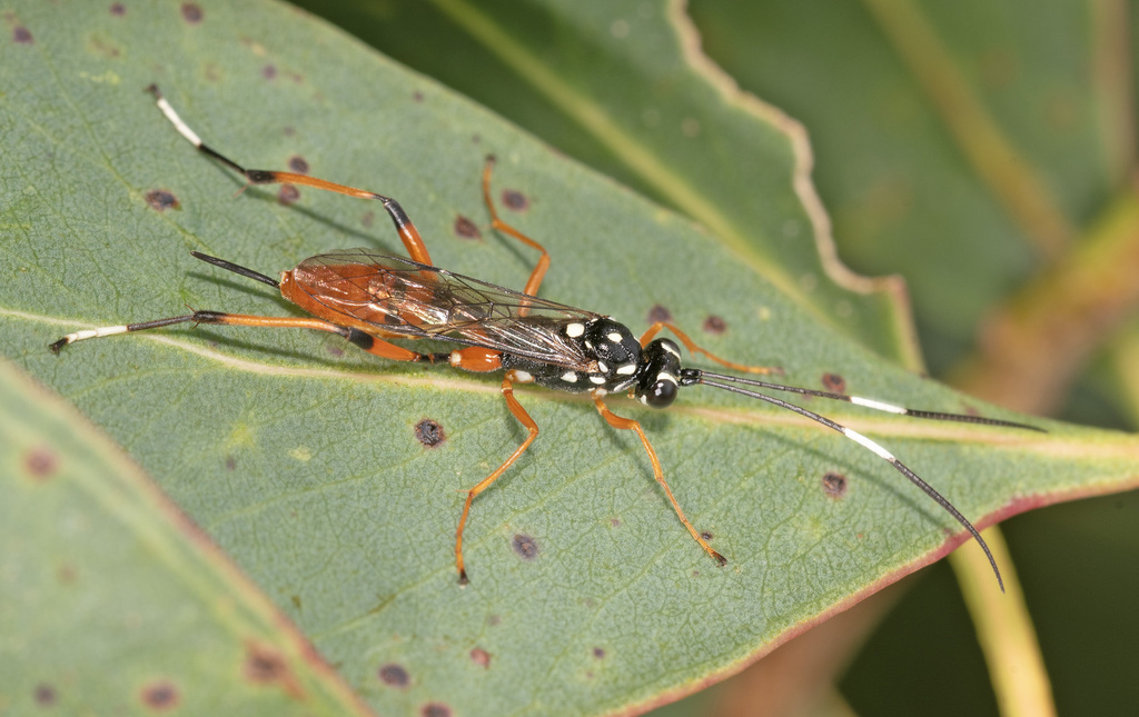 Tomagotra