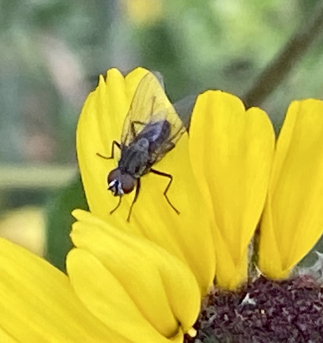iNaturalist observation photo of Muscoid Flies