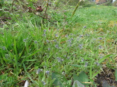 Myosotis discolor
