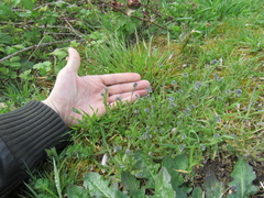 Myosotis discolor
