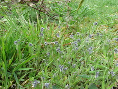 Myosotis discolor