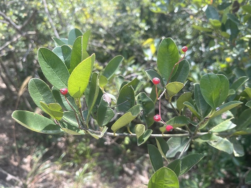 Photinia prunifolia, photograph 4