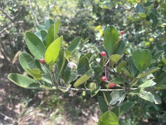 Photinia prunifolia, photograph Toby Y, CC BY, iNaturalist via GBIF