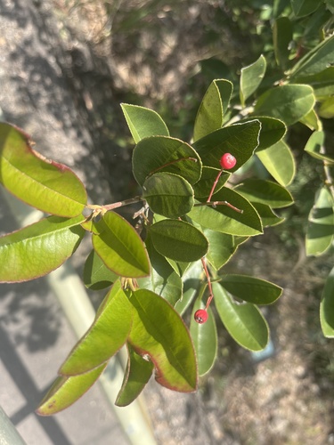 Photinia prunifolia, photograph 5
