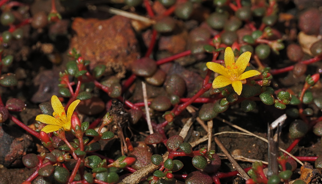 Heart-plant
