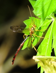 Megarhyssa atrata